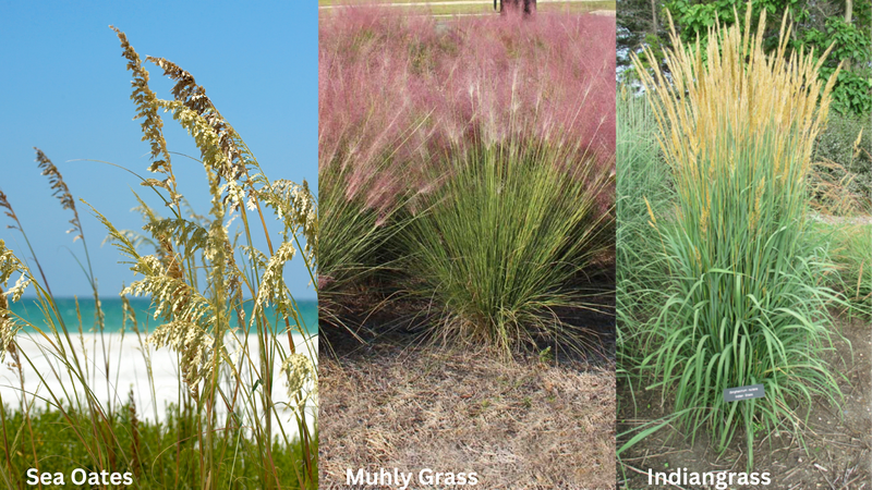 A collage of erosion-control grasses: sea oats by the beach, pink muhly grass in a field, and tall Indiangrass in a garden setting.
